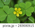 華やか 色鮮やか 鮮やかな 26906915