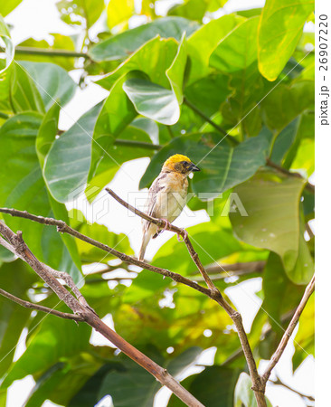 Baya weaver bird Baya weaver bird 26907220