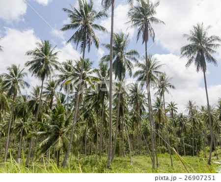 Coconut palm trees Coconut palm trees 26907251
