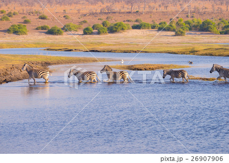 Zebras crossing Chobe river Zebras crossing Chobe river 26907906