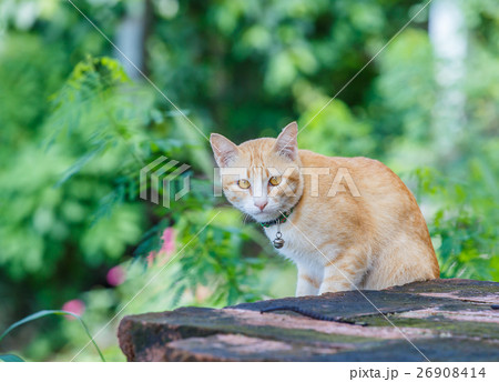 Cat on old brick wall Cat on old brick wall 26908414