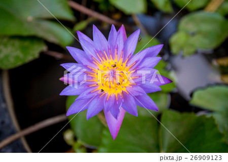 Blue lotus on the pond 26909123
