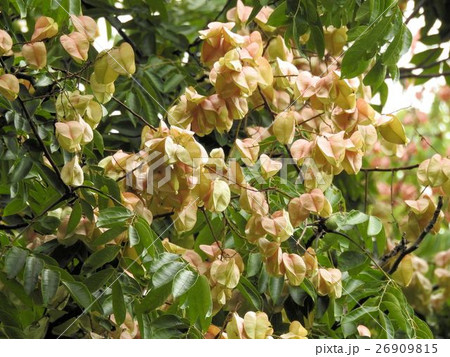 フクロミモクゲンジの実／小石川´ 26909815