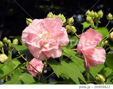 スイフヨウ／小石川´ 26909822