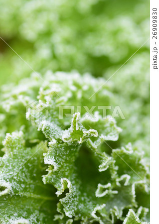 霜降りのレタス 26909830