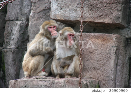 サル 26909960