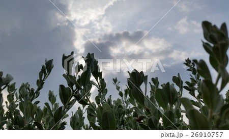 leaves and the sky 26910757