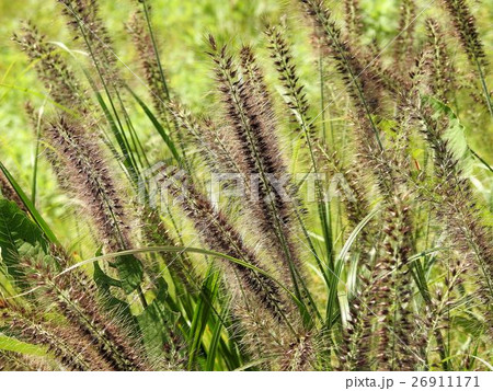 チカラシバ/浅川 チカラシバ/浅川 26911171