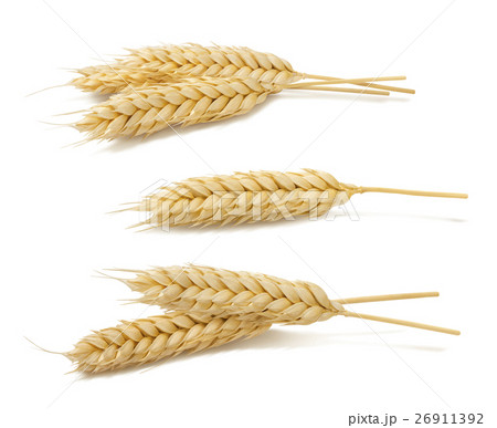 Wheat ears set 2 isolated on white background 26911392