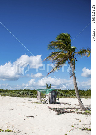 Beach Palm at Playa del Carmen Mexico Yucatan 26912828