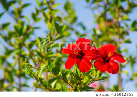 Red hibiscus in sunlight spring nature background. 26912855