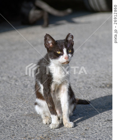 Street sick black and white cat portrait 26912860