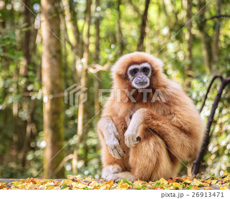 Lar Gibbon Lar Gibbon 26913471