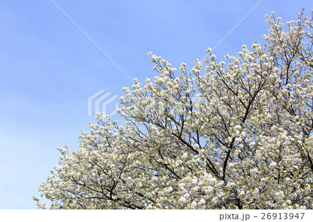 大阪造幣局の桜・品種「滝香」タキカオリ 26913947
