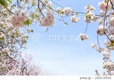 大阪造幣局の桜 品種 平野撫子 ヒラノナデシコの写真素材