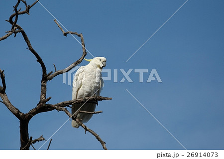 Cockatoo on a tree Cockatoo on a tree 26914073