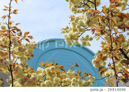 大阪造幣局の桜・品種「須磨浦普賢象」スマウラフゲンゾウ 26914096