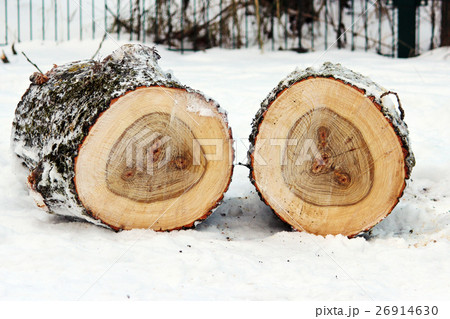 two stump of old poplar trees sawn off lie on snow 26914630
