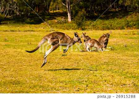 野生カンガルーの群れ 26915288