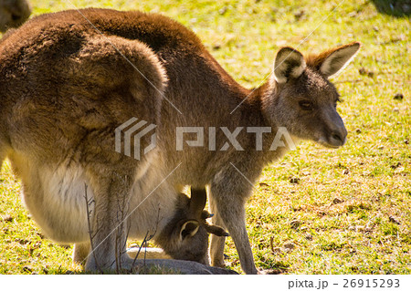 野生カンガルーの群れ 野生カンガルーの群れ 26915293