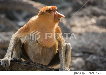 Portrait of fabulous long-nosed monkey 26915720
