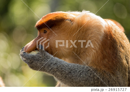Portrait of fabulous long-nosed monkey 26915727