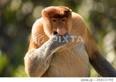 Portrait of fabulous long-nosed monkey Portrait of fabulous long-nosed monkey 26915749