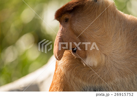 Portrait of fabulous long-nosed monkey Portrait of fabulous long-nosed monkey 26915752