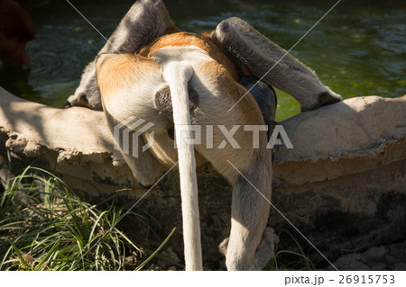 Portrait of fabulous long-nosed monkey 26915753