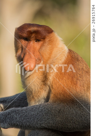 Portrait of fabulous long-nosed monkey 26915764