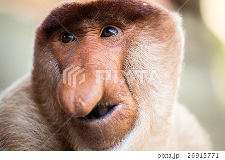 Portrait of fabulous long-nosed monkey Portrait of fabulous long-nosed monkey 26915771