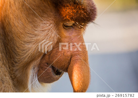 Portrait of fabulous long-nosed monkey Portrait of fabulous long-nosed monkey 26915782