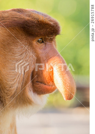Portrait of fabulous long-nosed monkey Portrait of fabulous long-nosed monkey 26915788