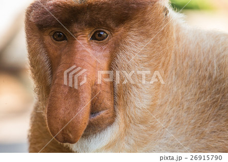 Portrait of fabulous long-nosed monkey Portrait of fabulous long-nosed monkey 26915790
