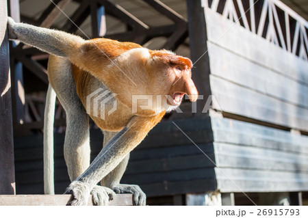 Portrait of fabulous long-nosed monkey 26915793