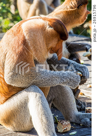 Portrait of fabulous long-nosed monkey Portrait of fabulous long-nosed monkey 26915796