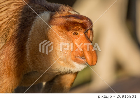 Portrait of fabulous long-nosed monkey 26915801