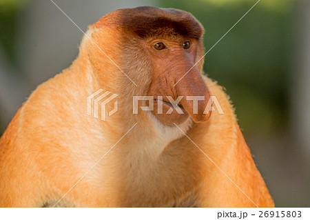Portrait of fabulous long-nosed monkey Portrait of fabulous long-nosed monkey 26915803