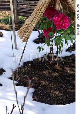 雪と牡丹 26916126