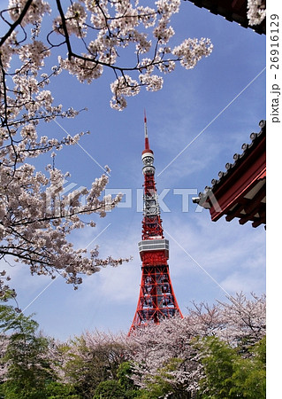 東京タワーと桜 東京タワーと桜 26916129
