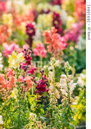 colourful snapdragon flowers in the garden 26916841