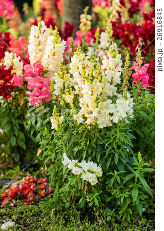 summer field 26916843