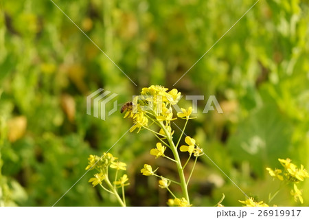 2016冬菜の花その７ 26919917