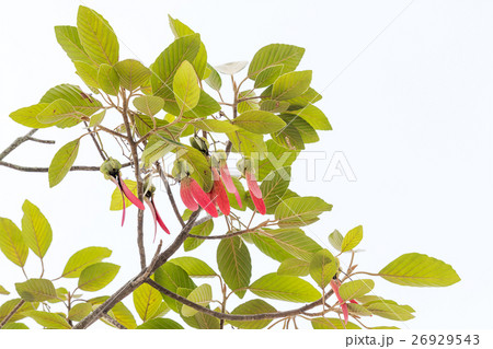 Dipterocarpus alatus tree Dipterocarpus alatus tree 26929543