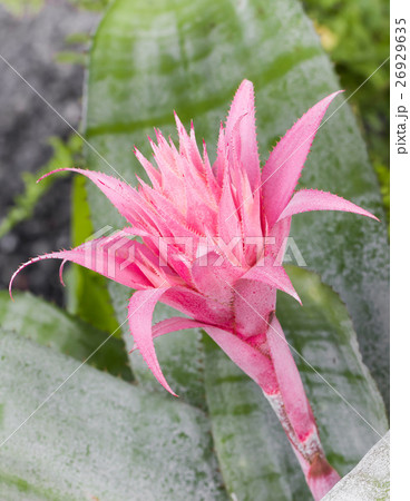 Pink Aechmea Fasciata 26929635