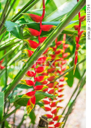 heliconia tropical flower in asian park heliconia tropical flower in asian park 26931754