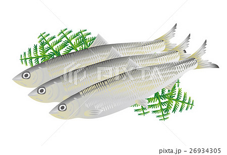 ニシンのイラスト素材
