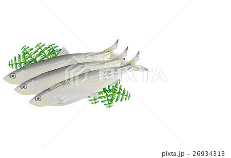 ニシン 26934313
