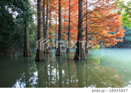ラクウショウの紅葉 ラクウショウの紅葉 26935837