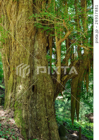イチョウの古木 由豆佐売神社 山形県 イチョウの古木 由豆佐売神社 山形県 26937881